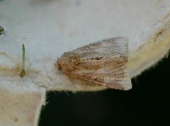 Spinkelt engfly (Mesoligia furuncula)