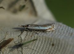 Beitenebbmott (Crambus pascuella)