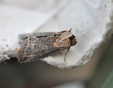 Brungult neslefly (Abrostola triplasia)