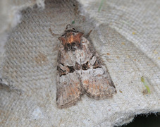 Lite strandengfly (Litoligia literosa)