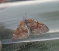 Fjærbarmåler (Pennithera firmata)