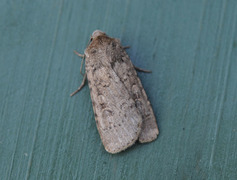 Sandmarkfly (Rhyacia simulans)