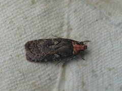 Agonopterix liturosa