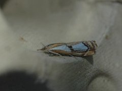 Toflekket nebbmott (Catoptria pinella)