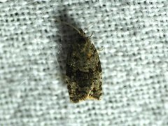 Bartrevikler (Dichelia histrionana)