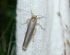 Sølvgrå lavspinner (Eilema complana)