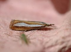 Perlemornebbmott (Catoptria margaritella)