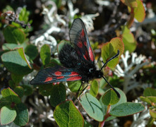 Fjellbloddråpesvermer (Zygaena exulans)