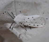 Punkttigerspinner (Spilosoma lubricipeda)