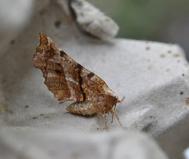 Blek månemåler (Selenia dentaria)