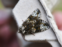 Askekveldfly (Craniophora ligustri)