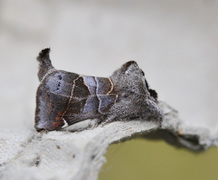 Dvergstjertspinner (Clostera pigra)