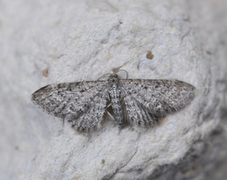 Engdvergmåler (Eupithecia satyrata)