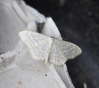 Blek urtemåler (Scopula floslactata)