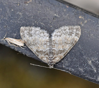 Ospetungemåler (Lobophora halterata)