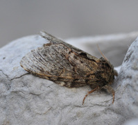 Oliventannspinner (Peridea anceps)