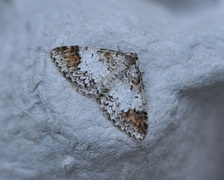 Almemåler (Venusia blomeri)