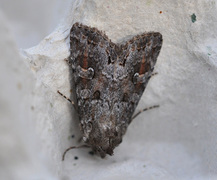 Vinkelhakefly (Polia bombycina)