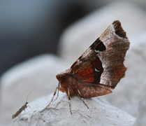 Praktmånemåler (Selenia tetralunaria)