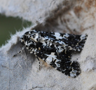 Hvitflekknellikfly (Hadena confusa)