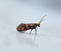 Micropterix tunbergella