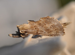 Nebbspinner (Pterostoma palpina)