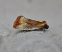 Skumringsvikler (Eulia ministrana)