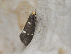 Lampronia flavimitrella