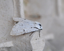 Hvitt kveldfly (Acronicta leporina)