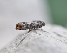 Furukveldvikler (Epinotia rubiginosana)