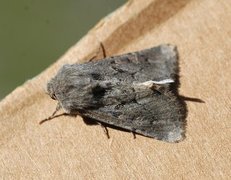 Blekt stengelfly (Luperina testacea)