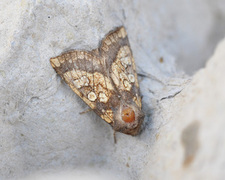 Tistelstengelfly (Gortyna flavago)