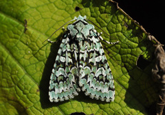 Grønt eikefly (Griposia aprilina)