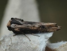 Ringkvistfly (Xylena exsoleta)