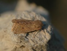 Lite seljefly (Orthosia cruda)