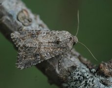 Kløverheifly (Anarta trifolii)