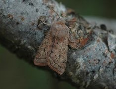 Punktseljefly (Orthosia gracilis)