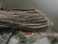 Vårhettefly (Cucullia chamomillae)