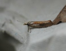 Ypsolopha parenthesella