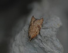 Nettflatvikler (Acleris rhombana)