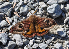 Nattpåfugløye (Saturnia pavonia)