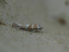 Cedestis gysseleniella