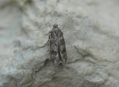 Furuskuddmøll (Exoteleia dodecella)