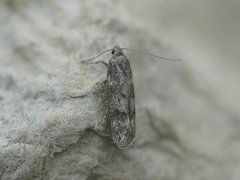 Furuskuddmøll (Exoteleia dodecella)