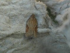 Jordbær-/buskflatvikler (Acleris comariana/laterana)