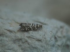 Stripet grankveldvikler (Epinotia tedella)