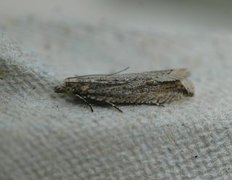 Sivsumpvikler (Bactra lancealana)