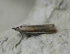 Sandsmalmott (Pima boisduvaliella)