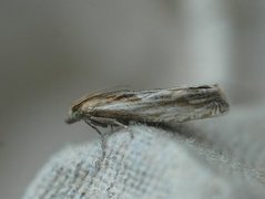 Tistelengvikler (Eucosma cana)