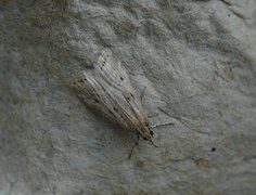 Blek mosemott (Eudonia pallida)